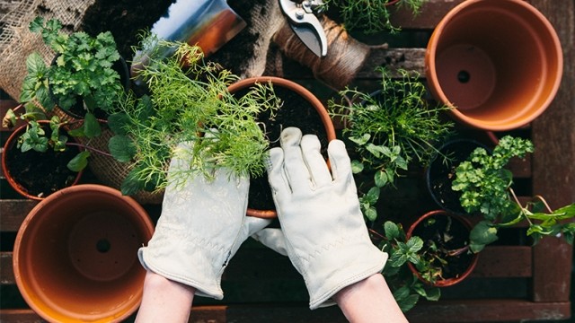 Person planting herbs in a small pot